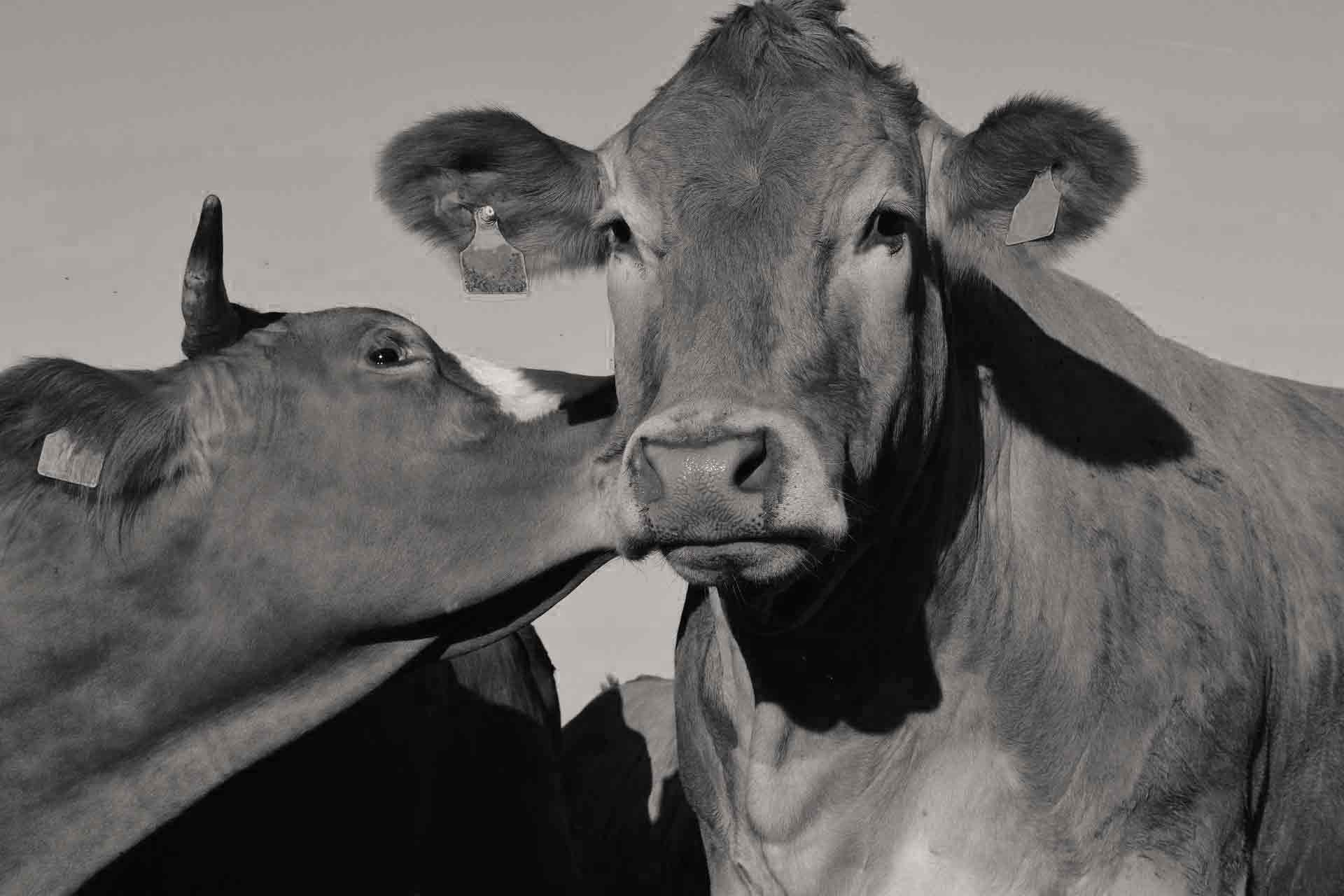 Mehr über den Artikel erfahren Der beste Versöhner aller Zeiten !?